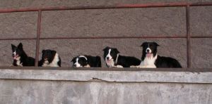 Border ColliesPICT0101.JPG